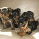 sweet-tiny-yorkie-puppies-for-sale-yorkshire-terrier-islamabad