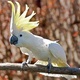 cockatoo-parrots-cockatoos-ali-pur