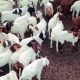nice-sheep-goat-for-sale-lady-amherst-s-pheasant-adenzai