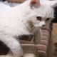 beautiful-persian-cat-female-persian-cats-karachi-4