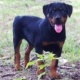 rottweiler-puppy-other-chachran-sharif