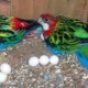 parrot-for-sale-macaws-abbottabad
