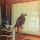 hand-reared-african-grey-babies-ready-for-sale-african-grey-parrot-alipur-chatta