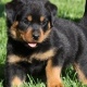 male-and-female-rottweiler-puppies-rottweiler-arif-wala