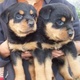 male-and-female-rottweiller-pups-yorkshire-terrier-islamabad