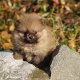 pomeranian-boo-teacup-male-puppy-pomeranian-hatri-3