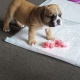 beautfil-kc-registered-english-bulldog-puppies-other-yazman