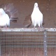 red-tail-laka-ful-white-laka-for-sale-fantail-pigeons-islamabad