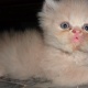 furr-ball-quality-garfield-persian-female-kitten-persian-cats-karachi-1