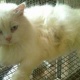 persian-male-snow-white-persian-cats-lahore-4
