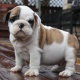 cute-english-bulldogs-for-sale-afghan-hound-ahmadpur