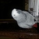 talking-african-grey-parrot-african-grey-parrot-rawalpindi-2