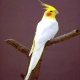 to-buy-cocktails-cockatiel-parrots-multan-2