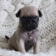 pug-puppies-pug-jhol-2