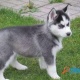 guard-akc-siberian-husky-puppies-other-choa-saidan-shah