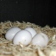 parrots-and-fresh-laid-fertile-eggs-macaws-bara-ghar-2