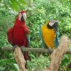 macaw-parrots-for-free-adoption-macaws-akora-khattak