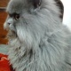 kitten-4-sale-demand-14-000-negotiable-persian-cats-lahore-2