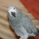 talkative-african-gray-parrot-for-sale-african-grey-parrot-islamabad-2