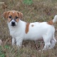 two-adorable-13-week-jack-russel-puppies-other-bhabhra