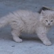 persian-kittens-for-sale-persian-cats-karachi-1