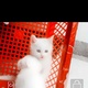 persian-doll-face-kittens-persian-cats-multan-3