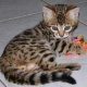 beautiful-tica-bengal-female-other-wari