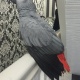 lovely-hand-reared-african-grey-african-grey-parrot-abbasia