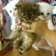 stunning-persian-ragdoll-kittens-for-sale-other-zhob