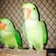 parrot-indian-ringneck-rawalpindi-2