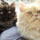 persian-male-cats-for-sale-persian-cats-lahore-3