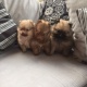 pomeranian-puppies-afghan-hound-amir-pur-sadat