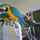 parrots-and-parrot-eggs-for-sale-macaws-adenzai