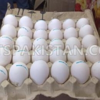 parrots-and-fertile-parrot-eggs-for-sale-african-grey-parrot-bhera-3