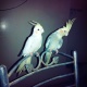 beautiful-cockatiel-pair-cockatiel-parrots-karachi