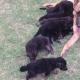 german-shepherd-pups-f-m-for-sale-german-shepherd-lahore-3