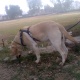 laberador-in-sargodha-labrador-retriever-sargodha-3