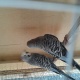 crust-exhibition-pairs-for-sale-australian-budgies-lahore-2