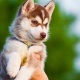 siberian-husky-puppies-for-adoption-other-samaro