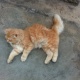 pure-persian-goldy-persian-cats-rawalpindi-2