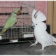 parrot-for-adoption-african-grey-parrot-balambat