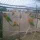 love-birds-required-lovebirds-rawalpindi