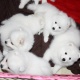 japnese-spitz-puppies-available-for-adoption-other-lahore