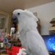 super-sweet-umbrella-cockatoo-other-haripur