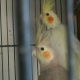 young-cocktails-for-sale-in-great-peice-cockatiel-parrots-rawalpindi-3