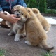 2-males-and-a-female-akita-inu-puppies-for-free-offer-adoption-other-lahore