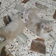 persian-couple-kittens-persian-cats-karachi-5