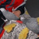 african-grey-parrots-for-sale-african-grey-parrot-daska