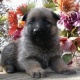 german-shepherd-puppies-for-good-homes-other-attock
