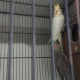 young-cocktails-for-sale-in-great-peice-cockatiel-parrots-rawalpindi-4